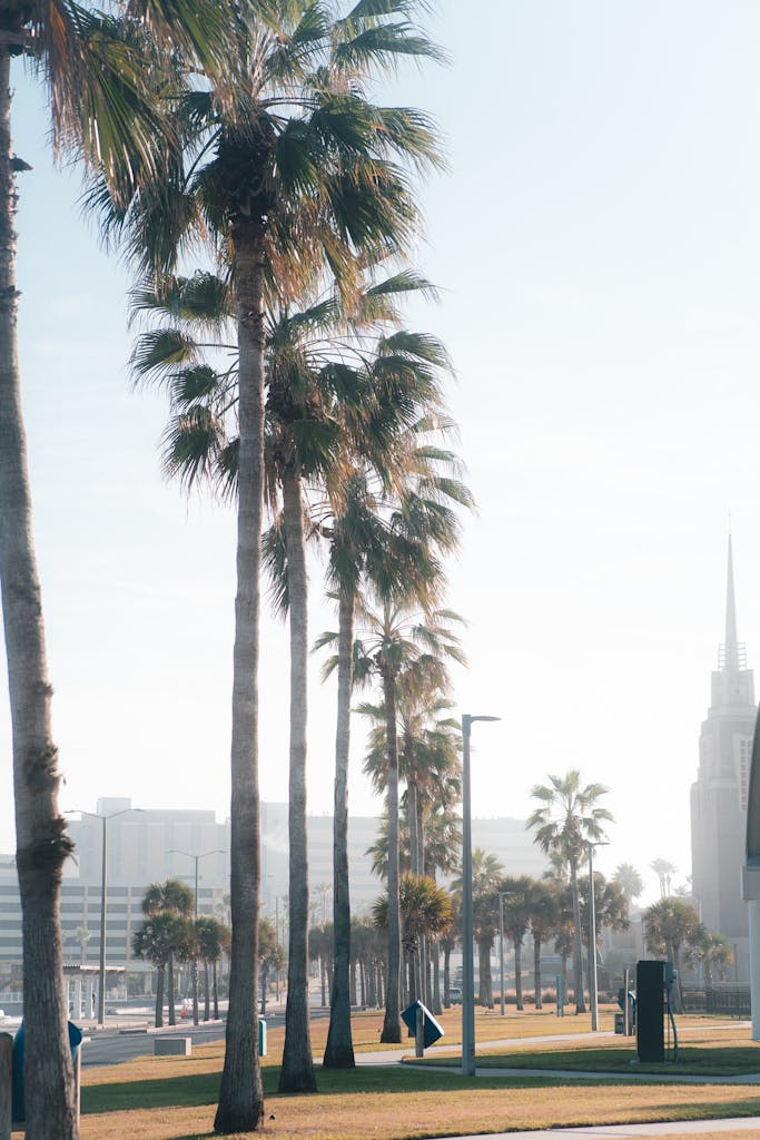 Morning view of sunlit palm trees lining a street in Corpus Christi, Texas.